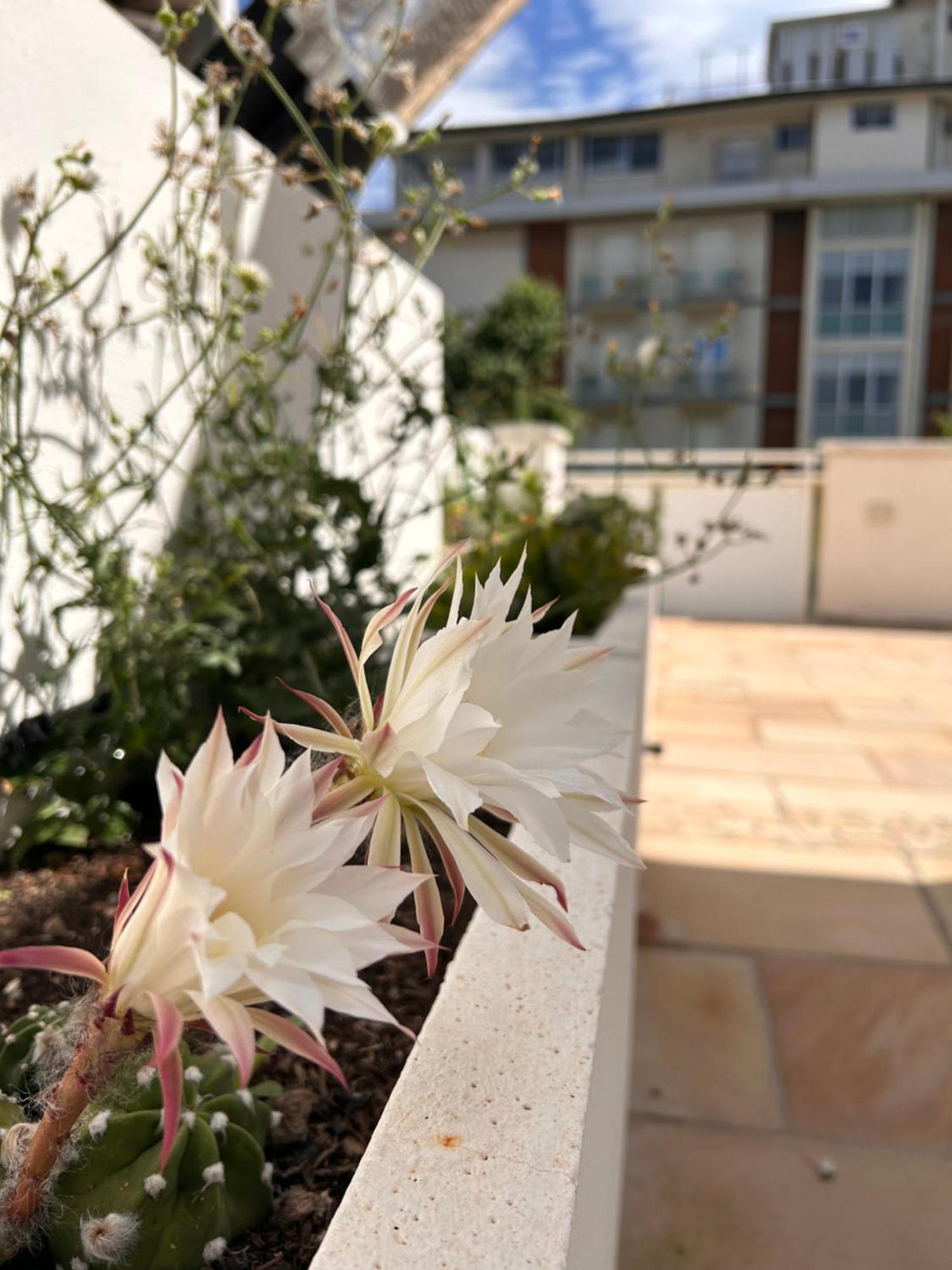 ريميني Residence Siesta المظهر الخارجي الصورة